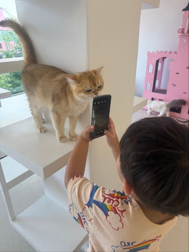 고양이카페 왔냥