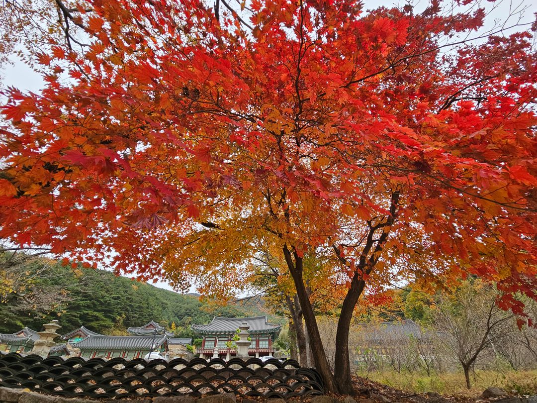 <단풍 명소> 대구 팔공산국립공원