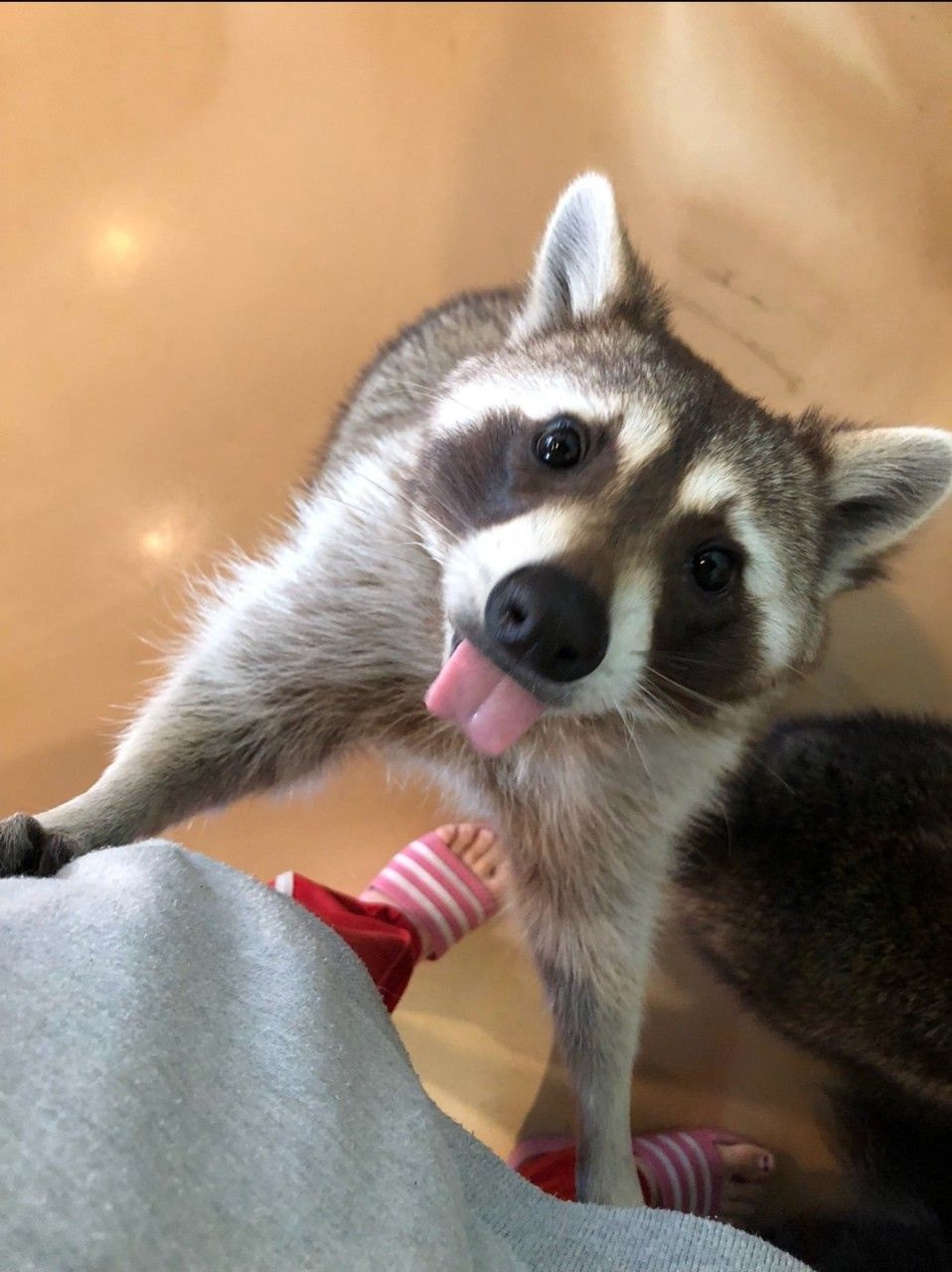 멍이와쿤이 미어캣 라쿤카페