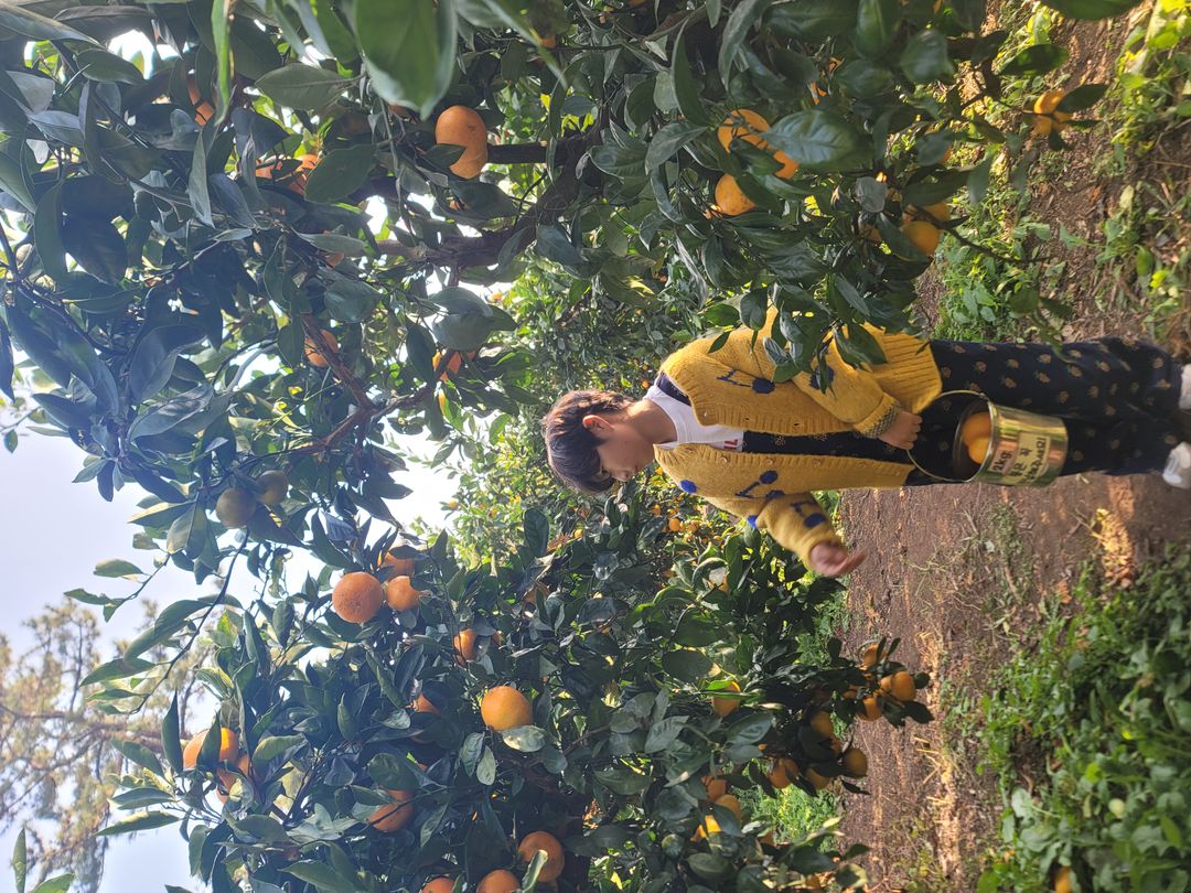 최남단체험감귤농장