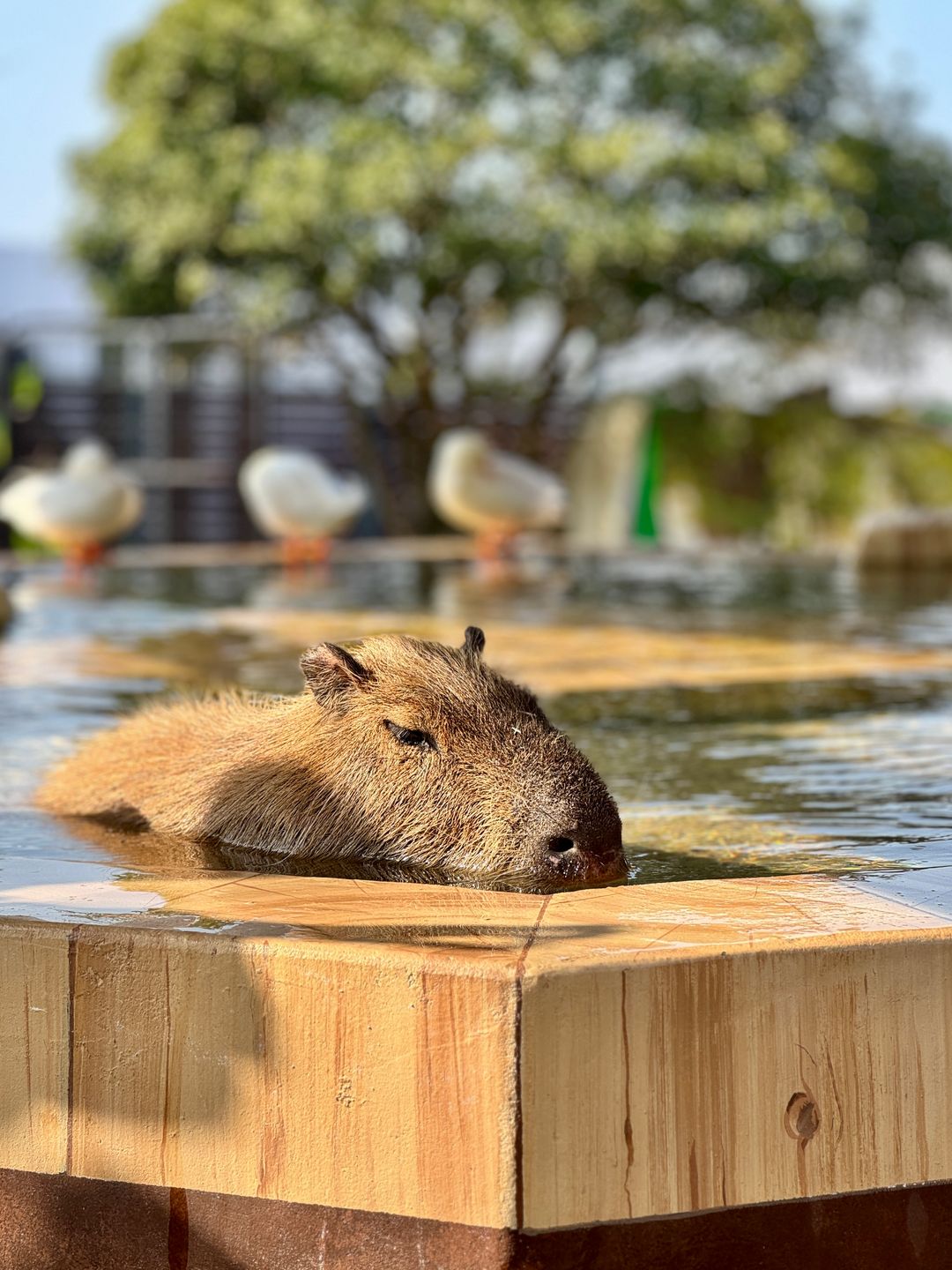 모모쥬 동물원 제주신화월드점