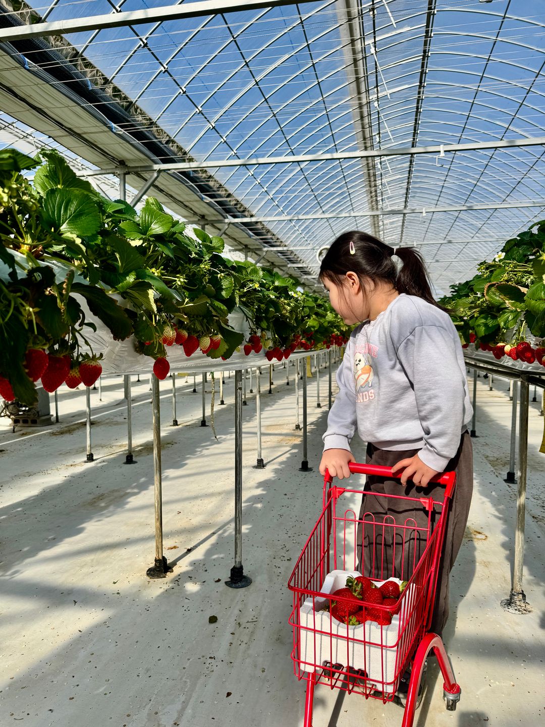 포천 아딸농원딸기