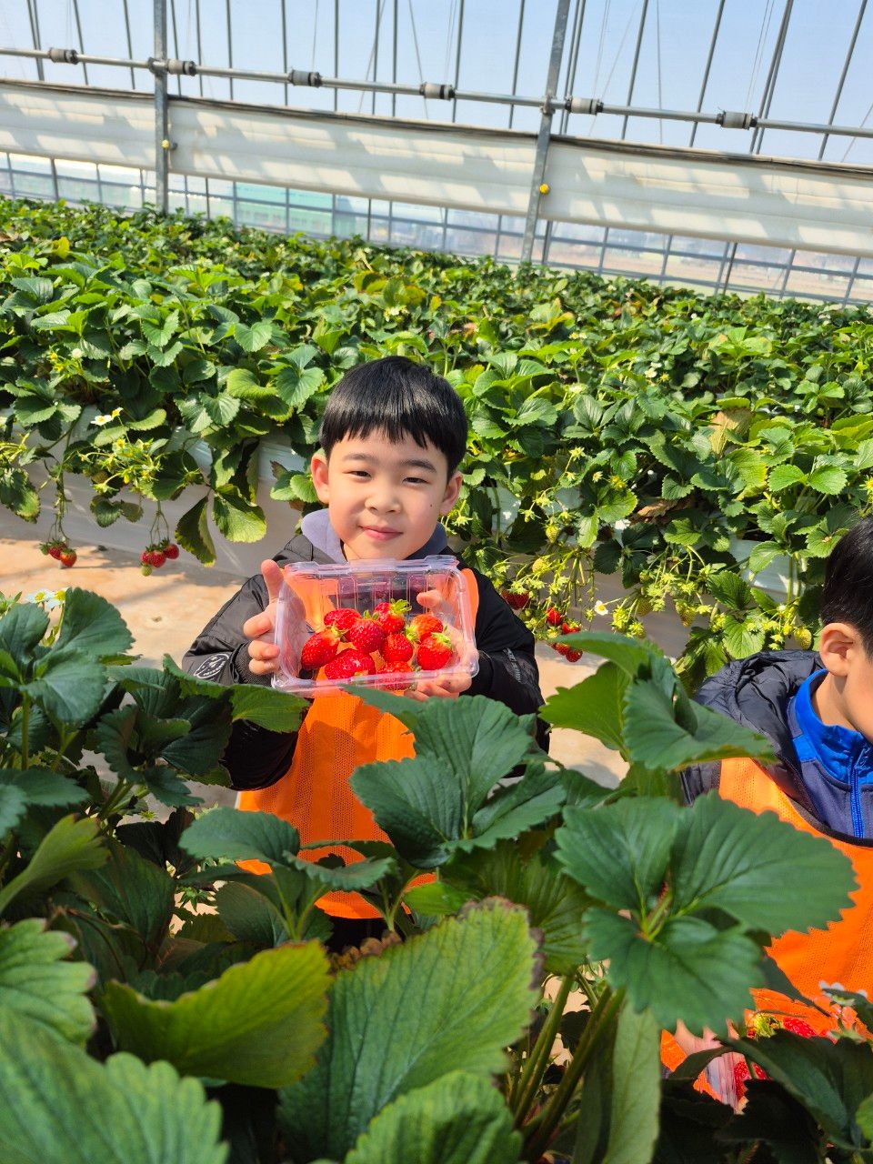 성연딸기체험농장