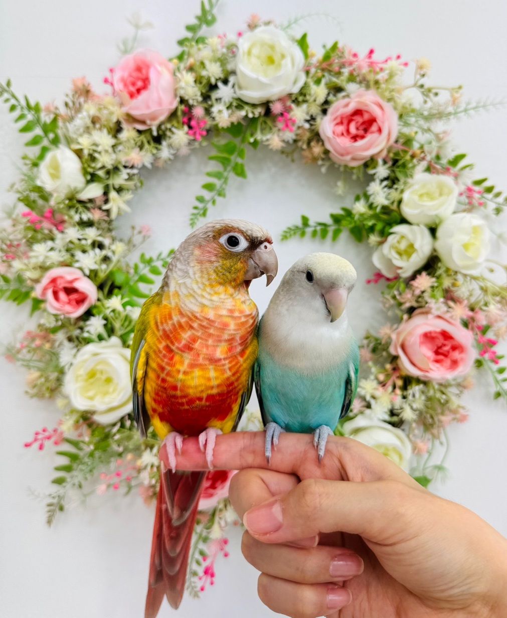 https://image.mom-mom.net/eyJidWNrZXQiOiJtb21tb20tbW9tc3RvdWNoIiwia2V5IjoicGxhY2VzLzY5YzYyNDVlYWU4OGZjZDZjNmY4YzRkMi5qcGciLCJlZGl0cyI6eyJyZXNpemUiOnsid2lkdGgiOjEwODAsIndpdGhvdXRFbmxhcmdlbWVudCI6dHJ1ZX19fQ==