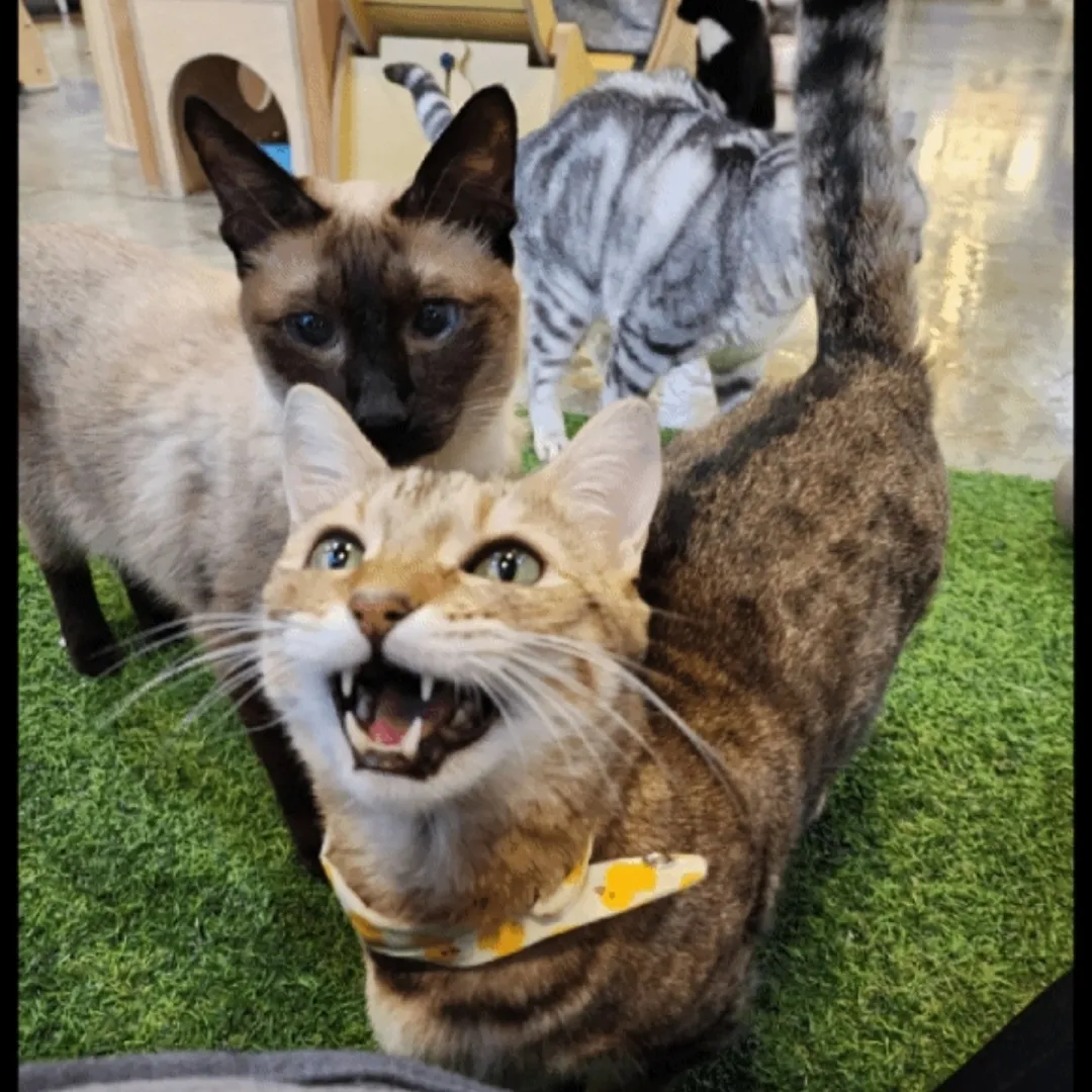 https://image.mom-mom.net/eyJidWNrZXQiOiJtb21tb20tbW9tc3RvdWNoIiwia2V5IjoicGxhY2VzLzY5YzYyOWVlMWQwMDVmMzYxMTQ4MDEyZC53ZWJwIiwiZWRpdHMiOnsicmVzaXplIjp7IndpZHRoIjo1MDAsImhlaWdodCI6NTAwfX19