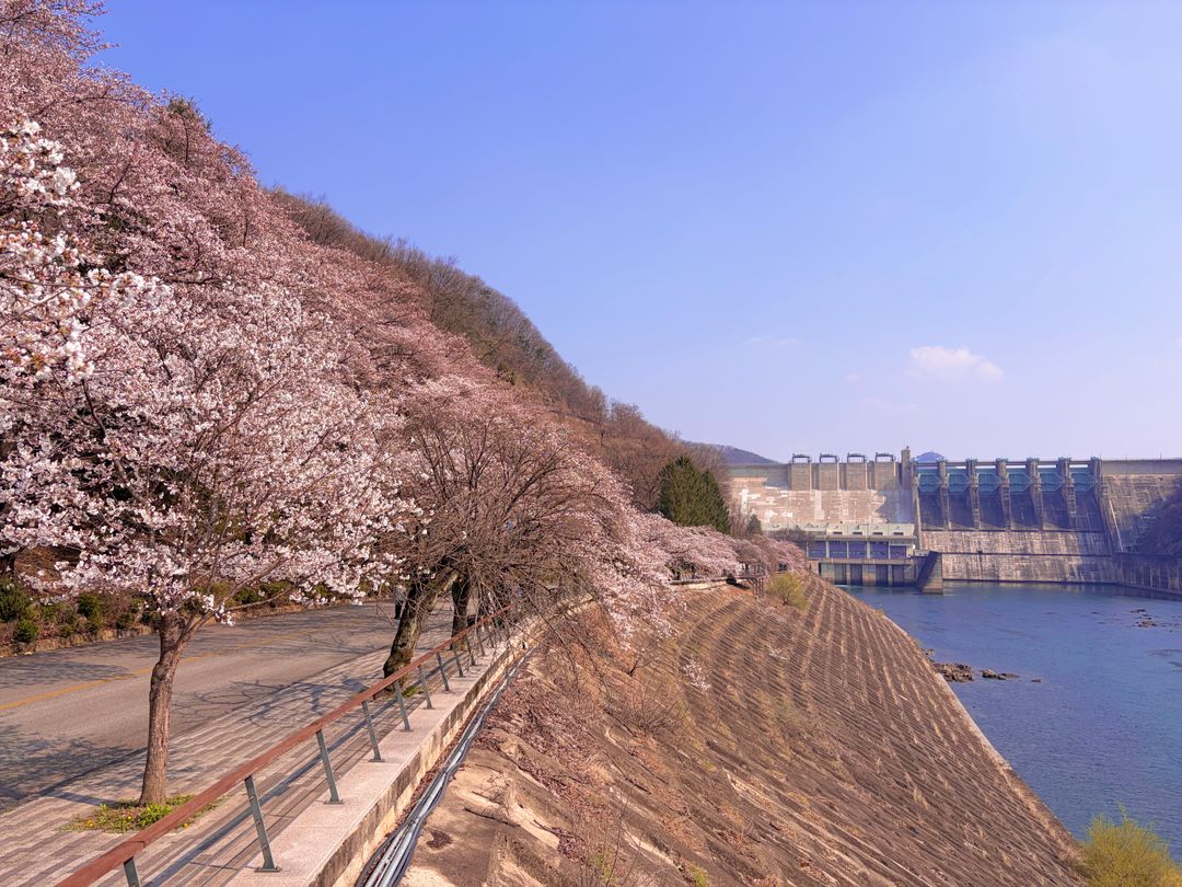 충주댐벚꽃길