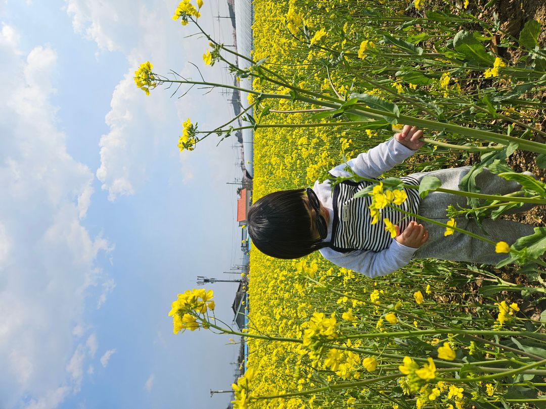 삼척 맹방유채꽃 마을
