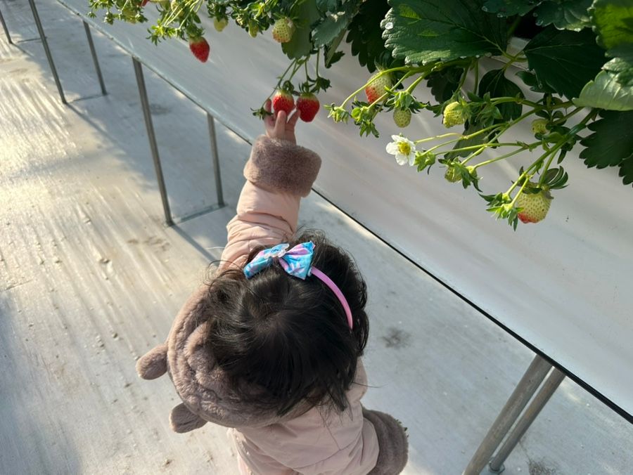 별빛하늘 딸기 농장