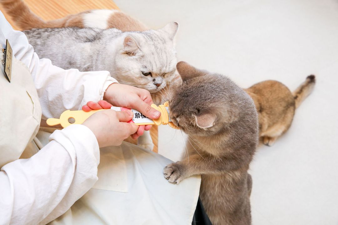 부타캣 시흥점