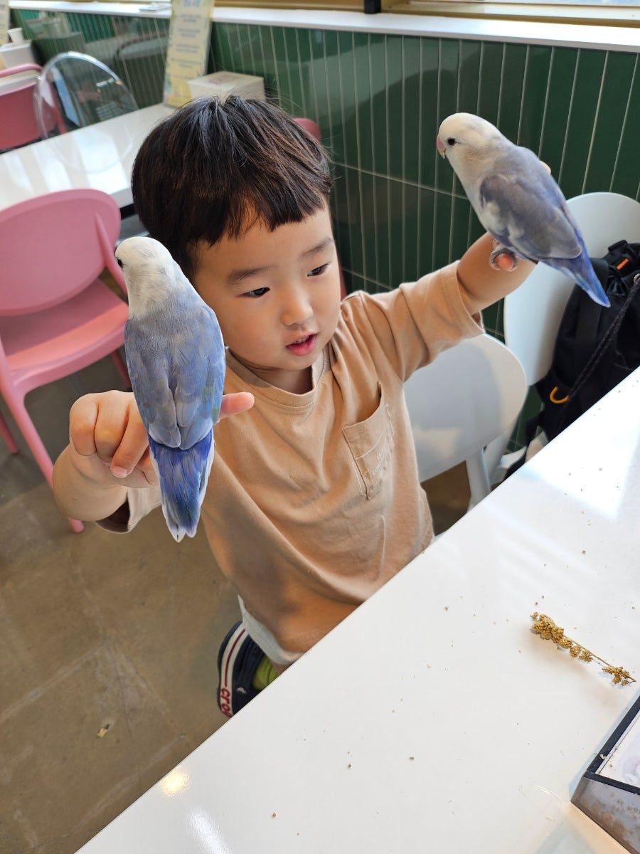 앵무새카페 버드리