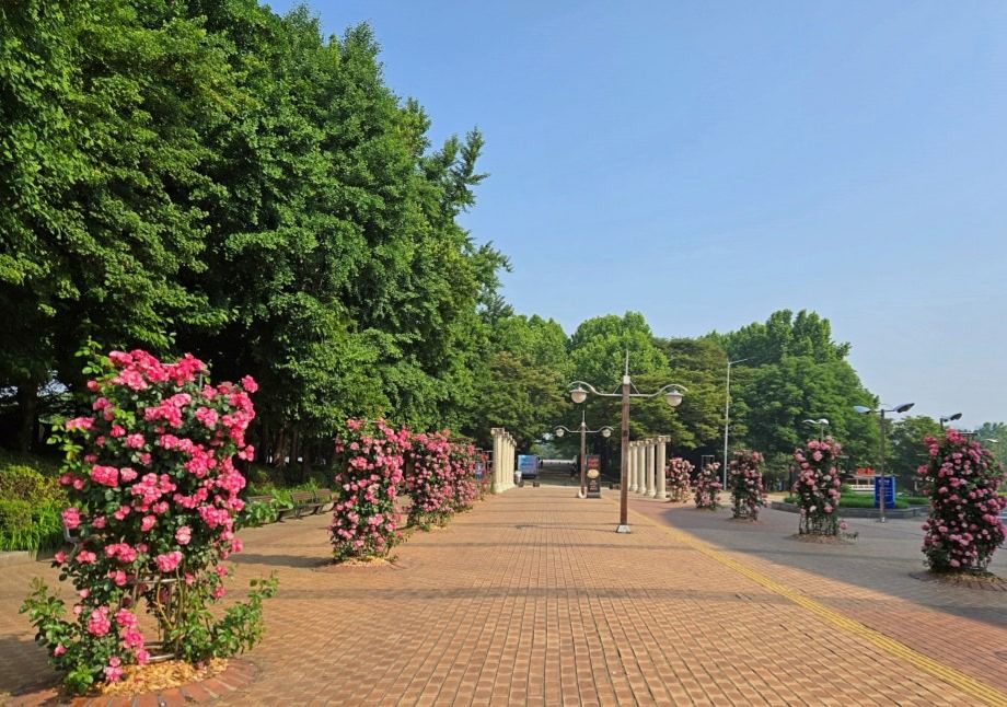 올림픽공원 장미광장