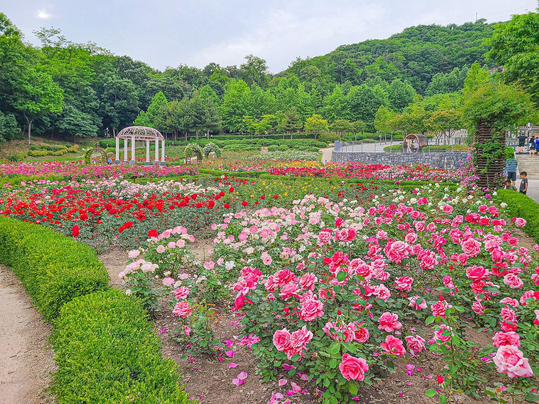 장미공원(인천)