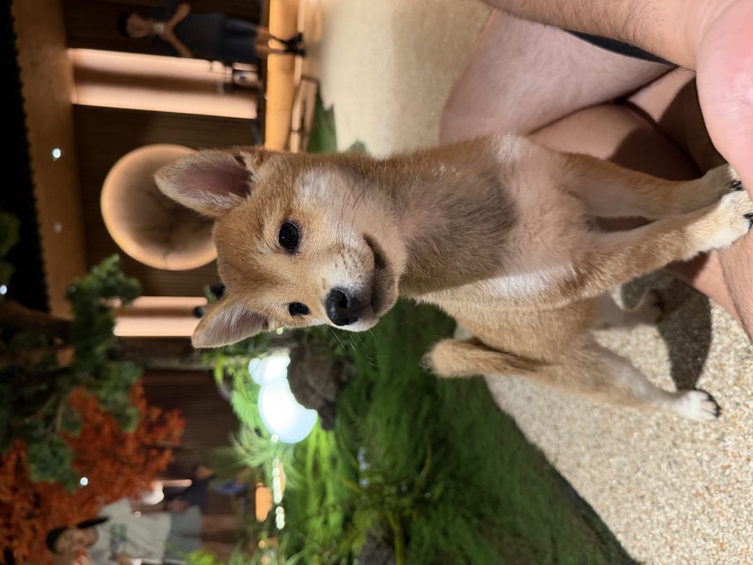 시바노우치