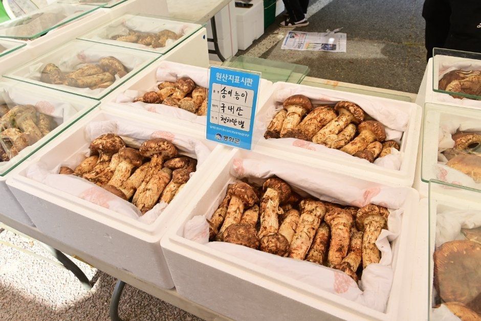 https://image.mom-mom.net/eyJidWNrZXQiOiJtb21tb20tbW9tc3RvdWNoIiwia2V5IjoicGxhY2VzL3NlYXNvbmFsLWV2ZW50cy9mZXN0aXZhbC81MDY1NDQvMDIuanBnIiwiZWRpdHMiOnsicmVzaXplIjp7IndpZHRoIjo1MDAsIndpdGhvdXRFbmxhcmdlbWVudCI6dHJ1ZX19fQ==